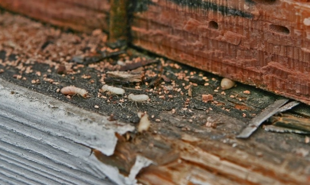 Sawdust from Termites